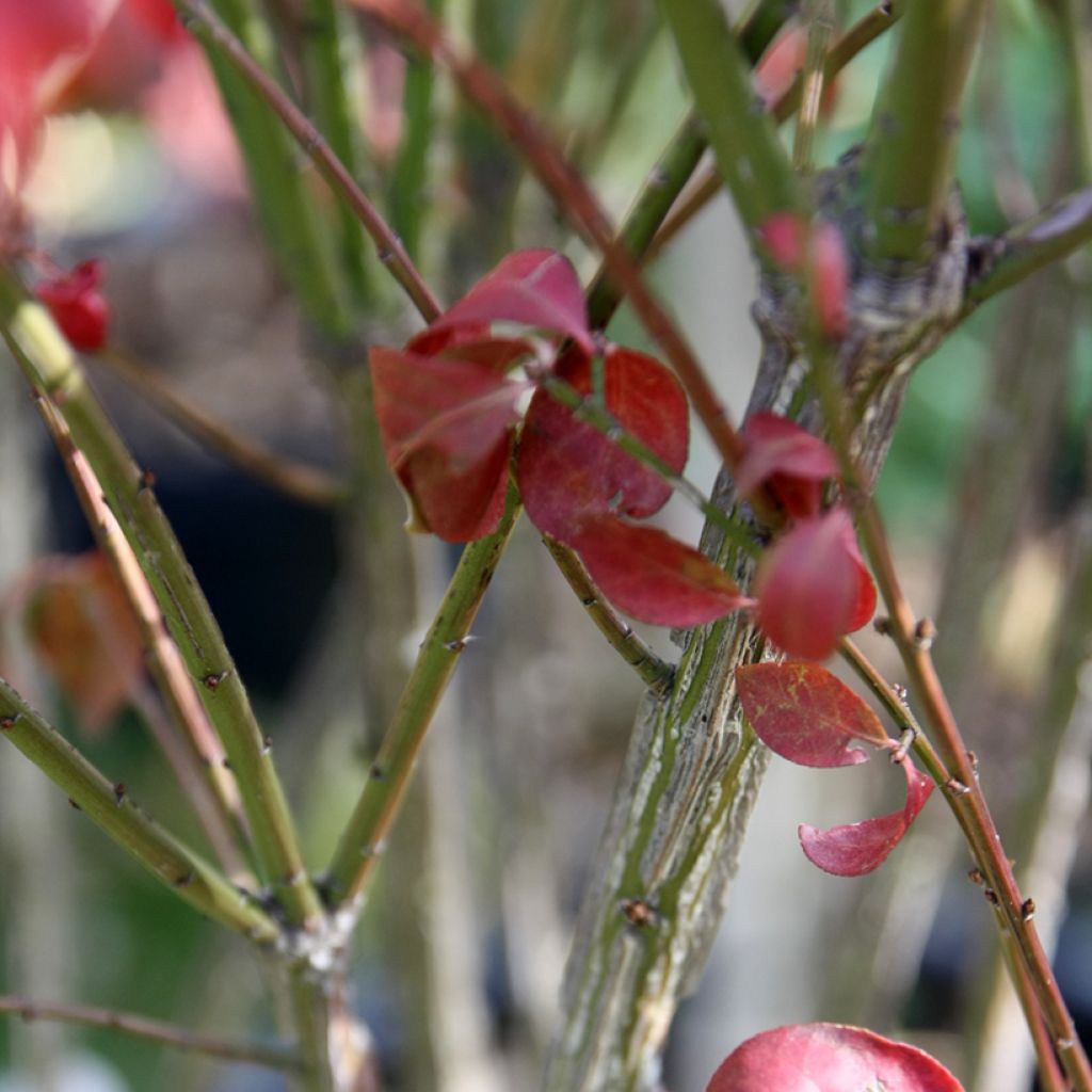 Euonymus alatus Compactus - Fusain ailé nain