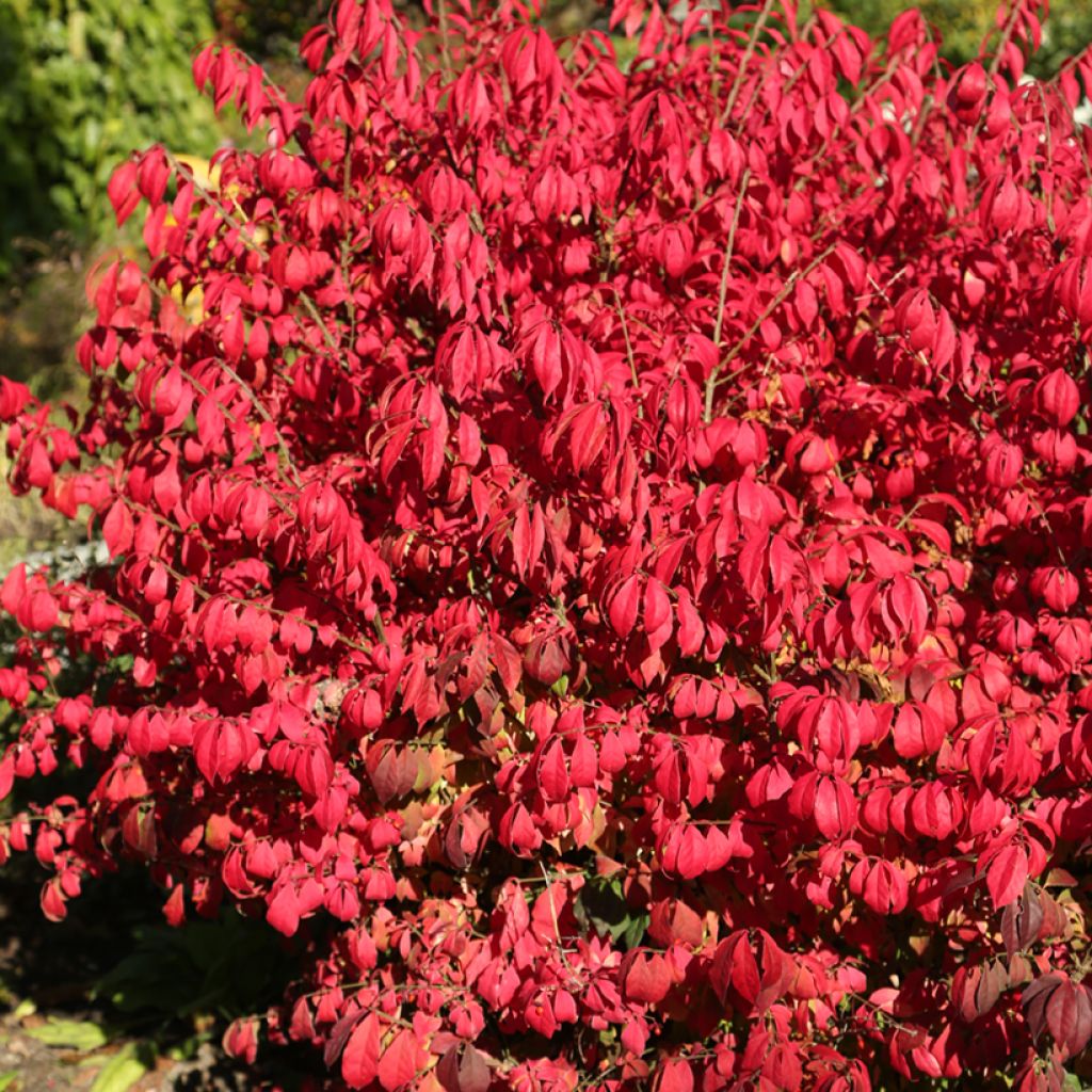 Euonymus alatus Fire Ball - Fusain ailé nain