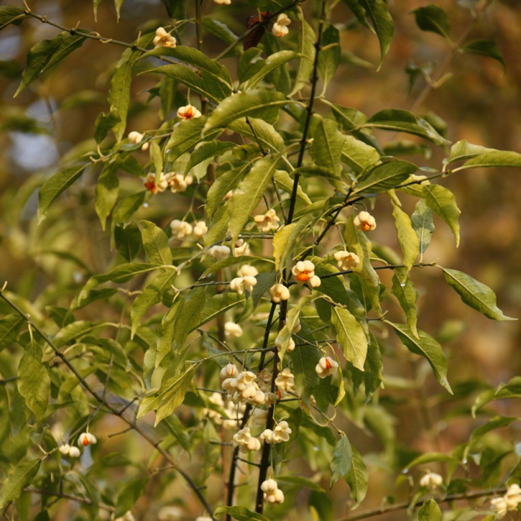 Euonymus europaeus Albus - Fusain d'Europe