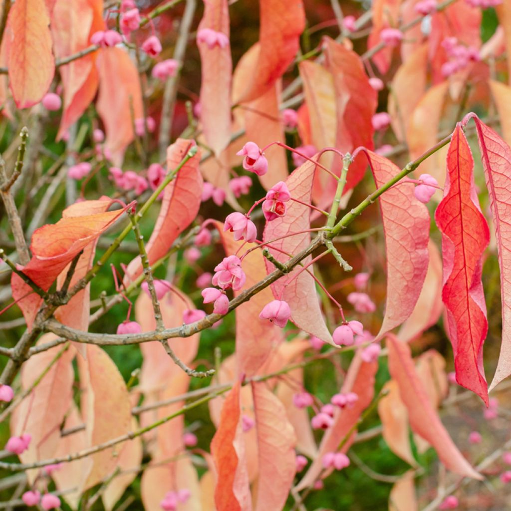 Euonymus maackii - Fusain de Hamilton ou de Maack