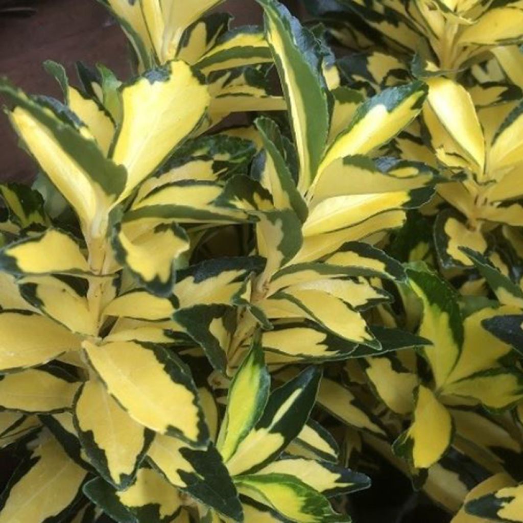 Euonymus japonicus Exstase Goldbolwi - Fusain du Japon