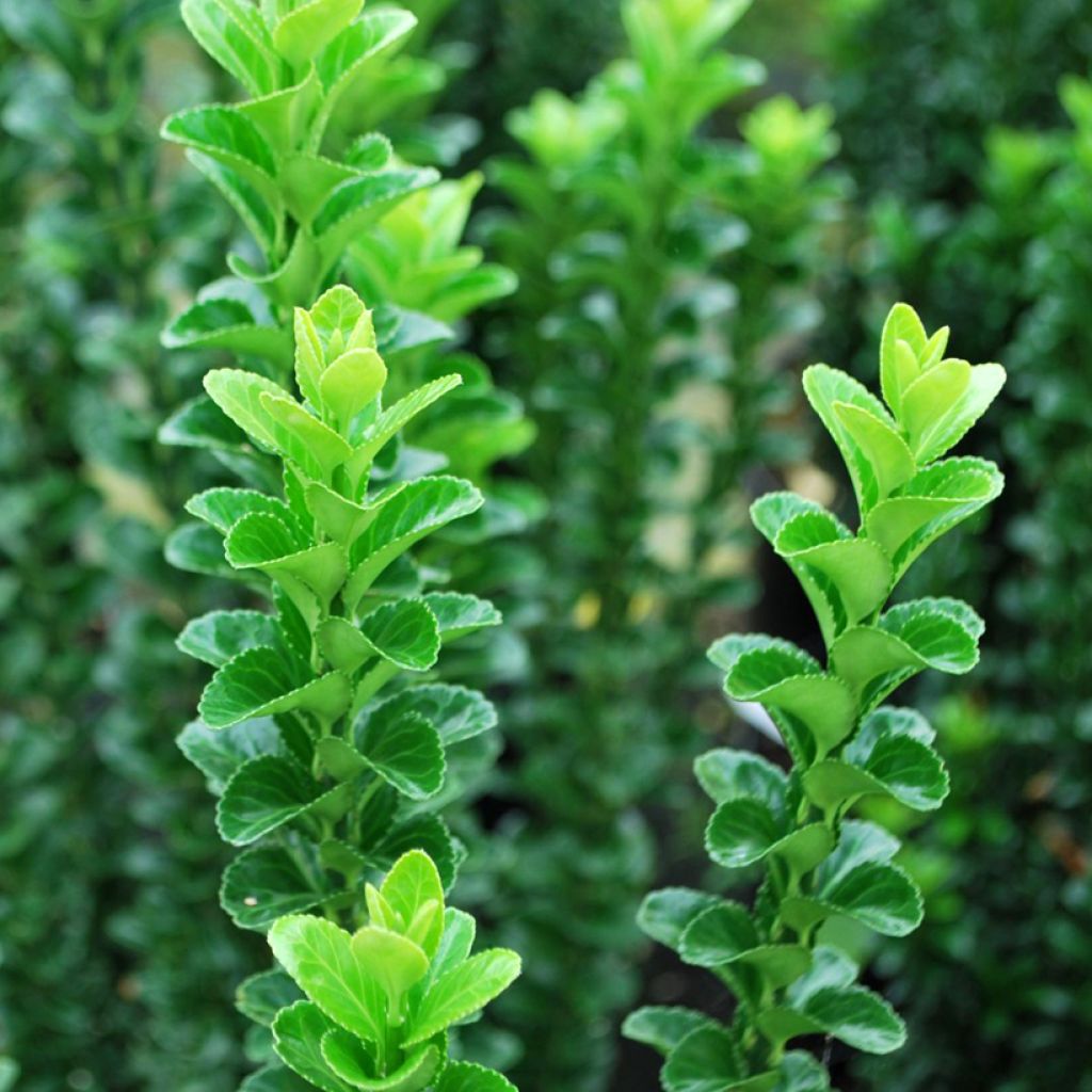 Euonymus japonicus Green Rocket - Fusain du Japon érigé