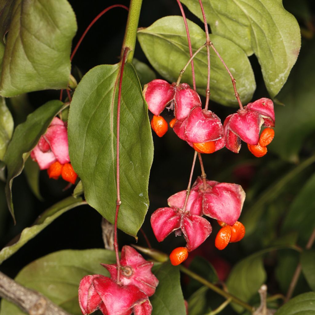 Euonymus latifolius - Fusain à feuilles larges