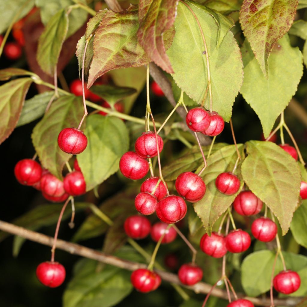 Euonymus oxyphyllus - Fusain de Corée