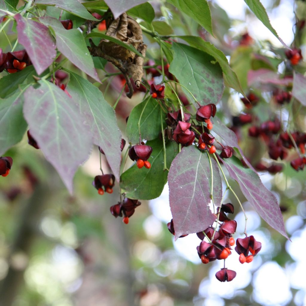 Euonymus planipes - Fusain