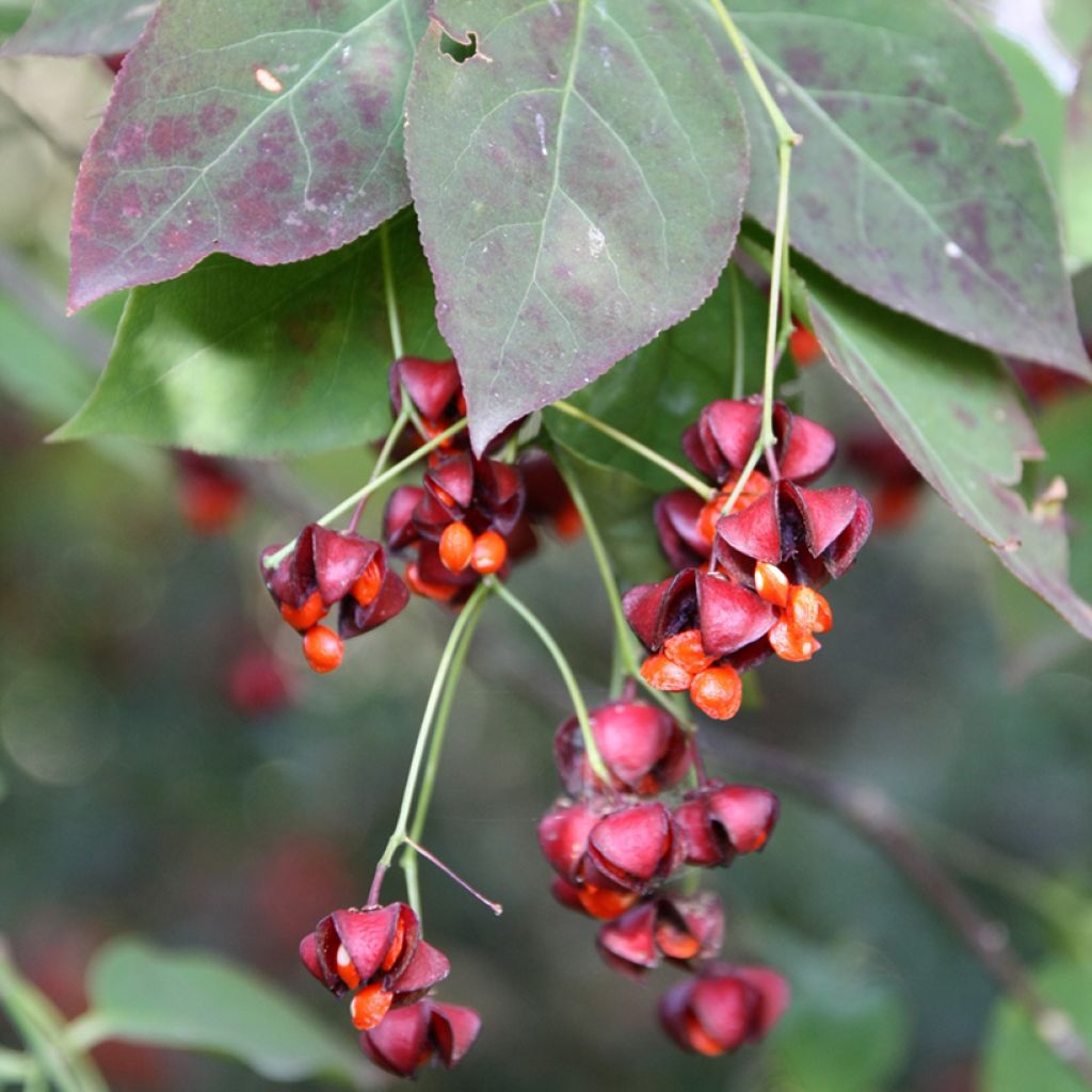 Euonymus planipes - Fusain