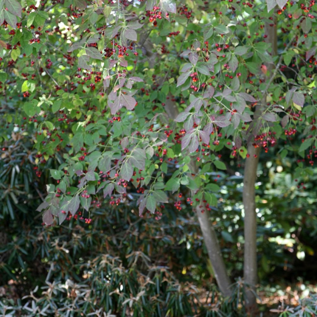 Euonymus planipes - Fusain