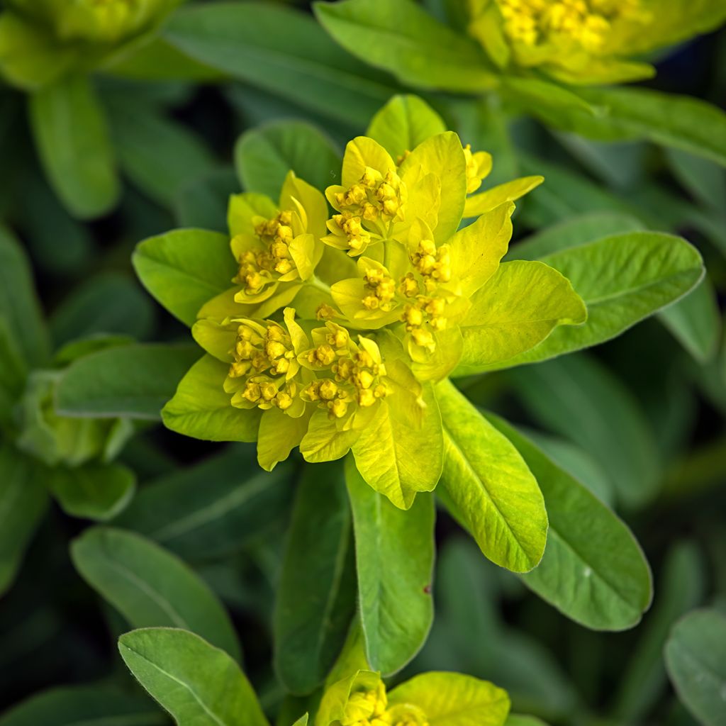 Euphorbe, Euphorbia polychroma Major