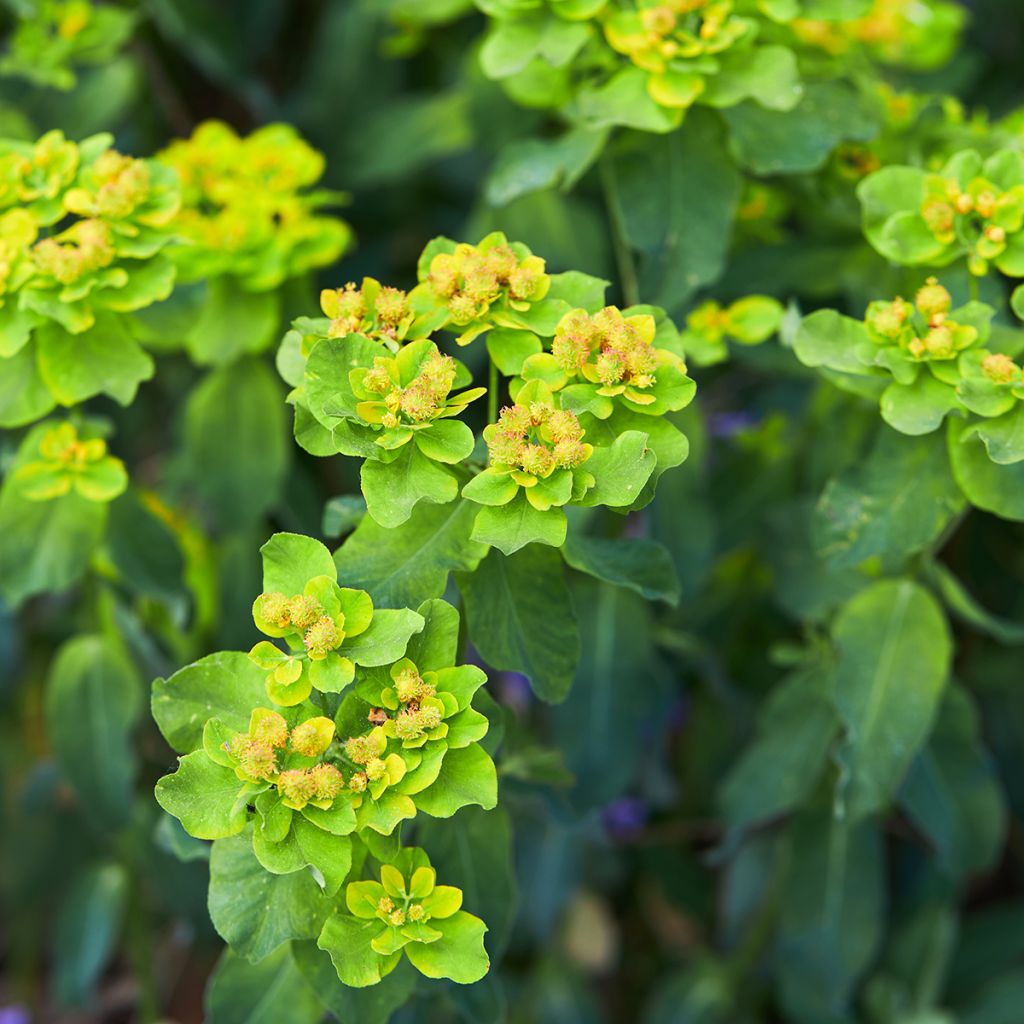 Euphorbe, Euphorbia polychroma Major