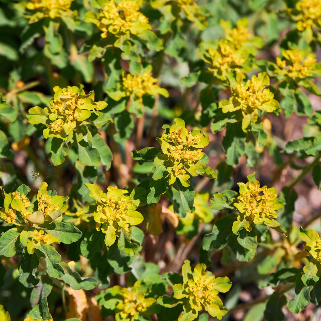 Euphorbe, Euphorbia polychroma Major