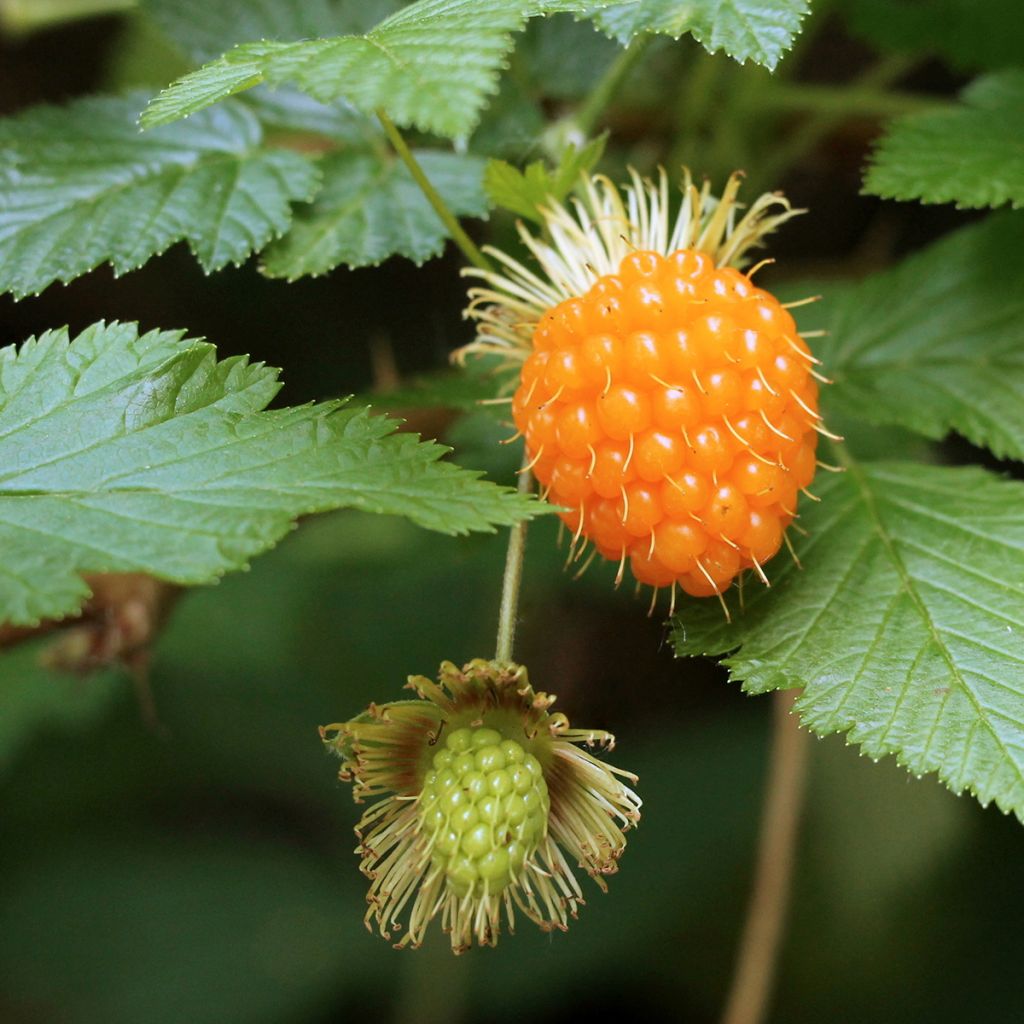 Rubus spectabilis Pacific Rose - Ronce remarquable