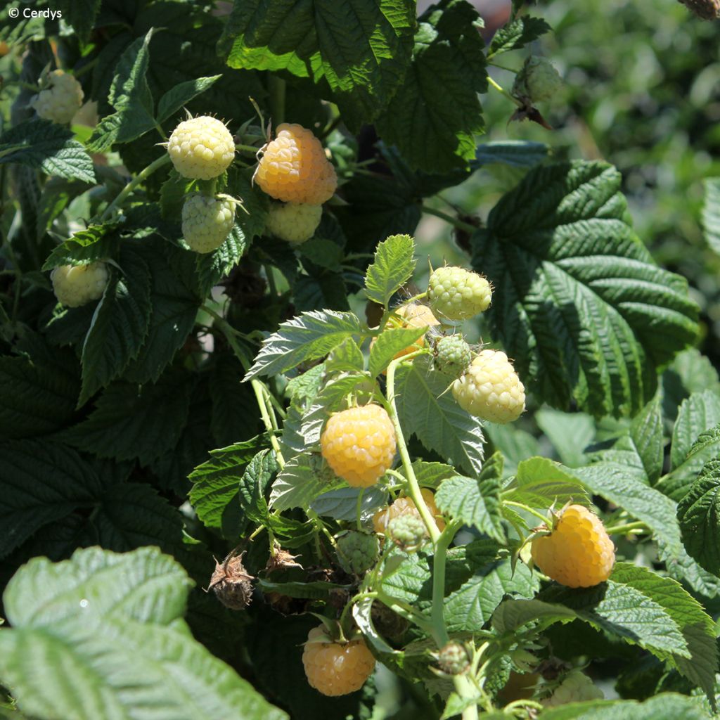 Framboisier Schlaraffia Golddigger - Rubus idaeus