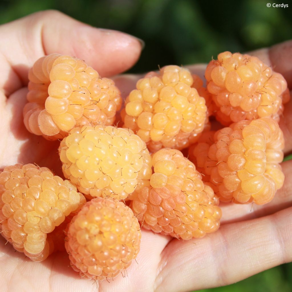 Framboisier Schlaraffia Golddigger - Rubus idaeus