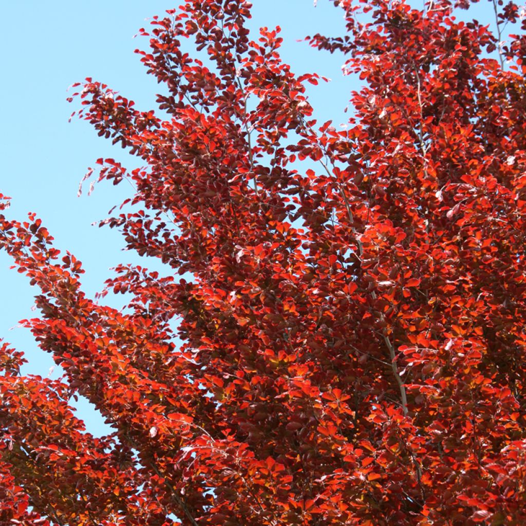 Fagus sylvatica Atropunicea - Hêtre pourpre