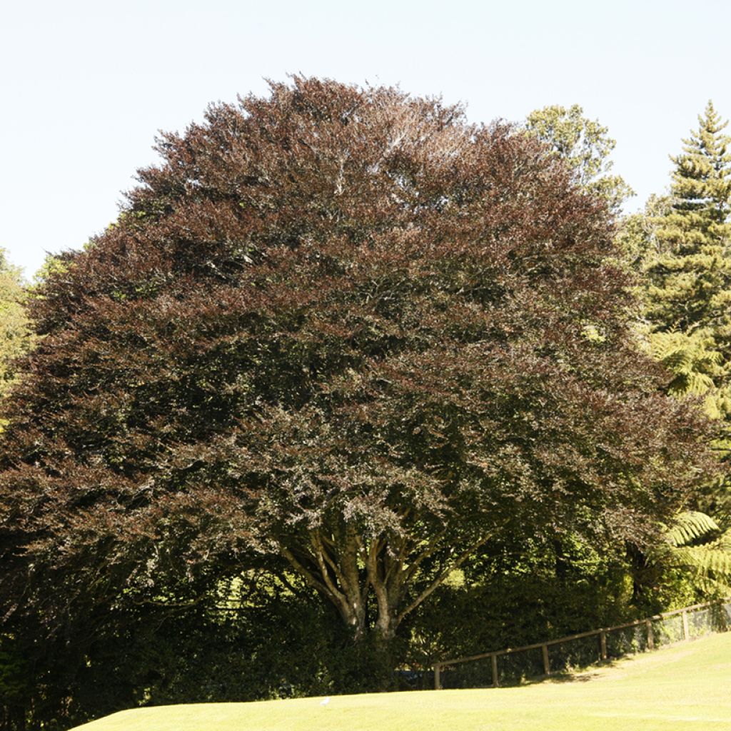 Fagus sylvatica Atropunicea - Hêtre pourpre