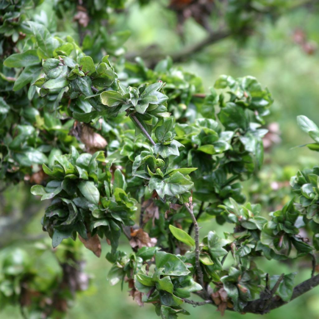 Fagus sylvatica Cristata - Hêtre commun