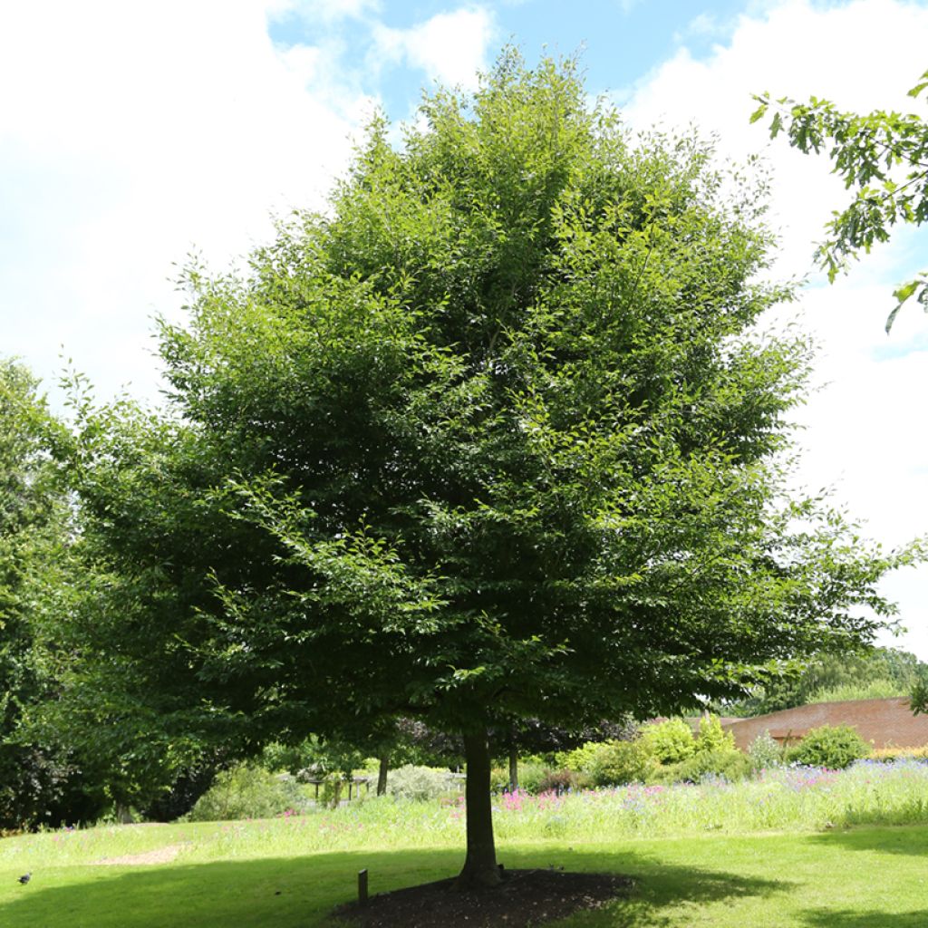 Fagus sylvatica Dentata - Hêtre commun