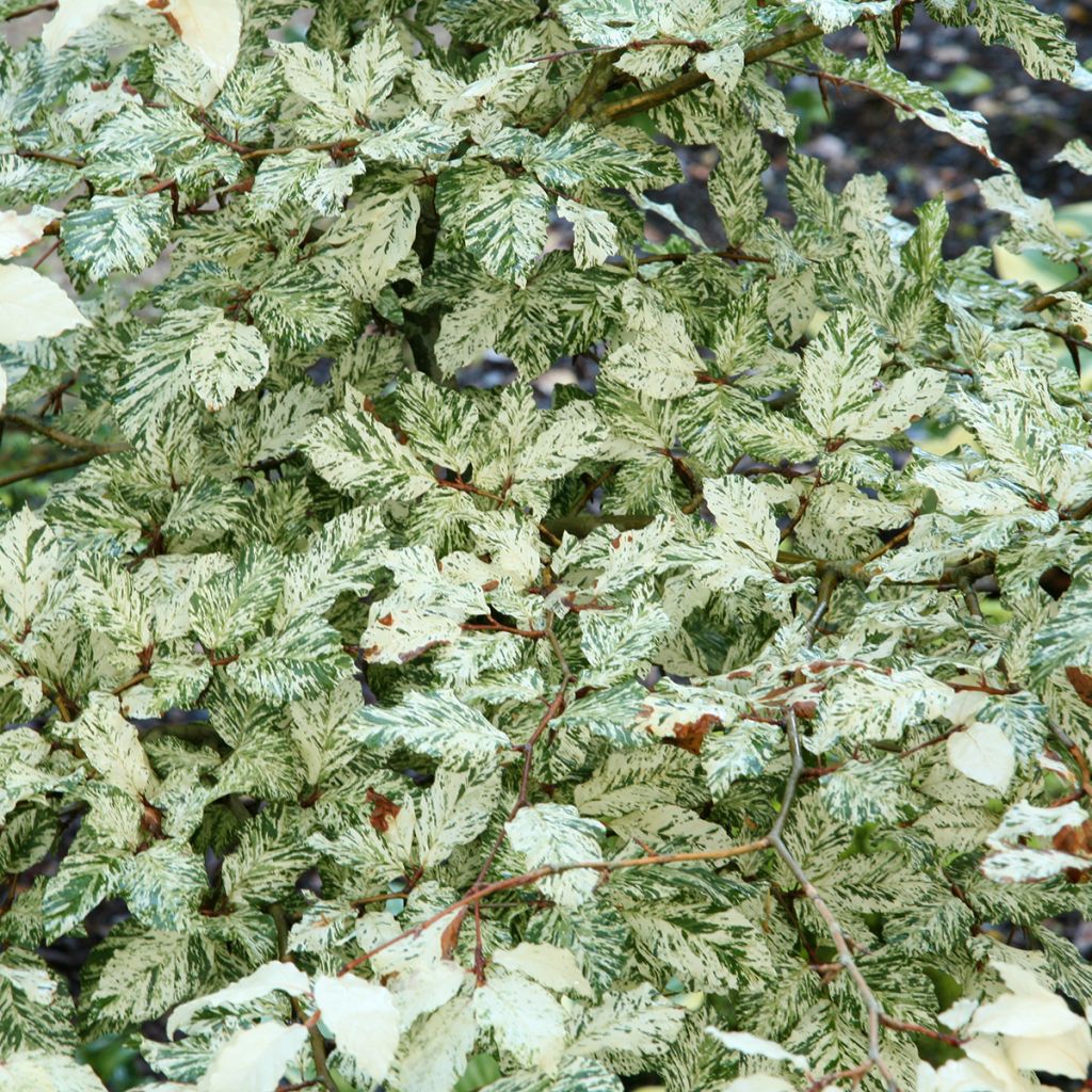 Fagus sylvatica Franken - Hêtre nain panaché de blanc