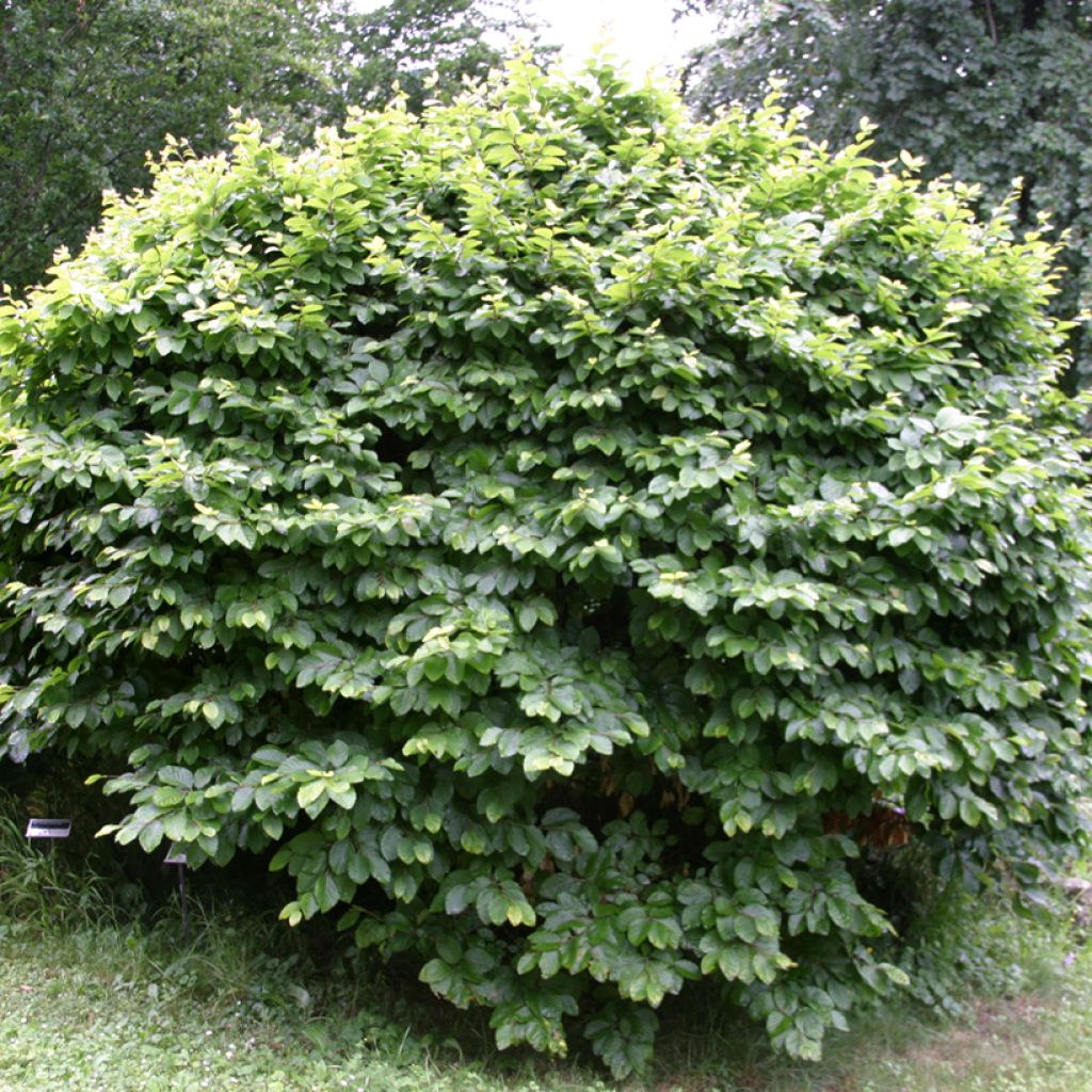 Fagus sylvatica Fruticosa - Hêtre en boule