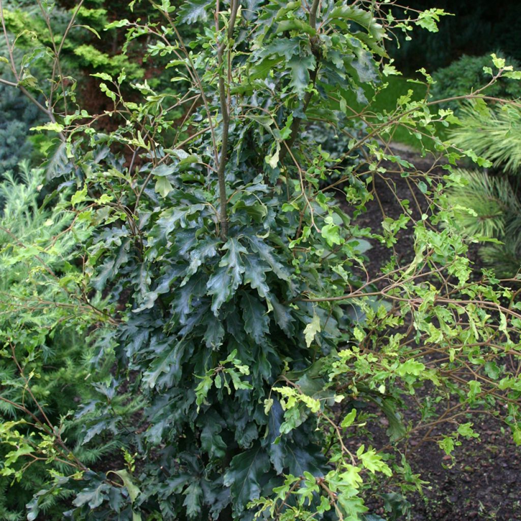 Fagus sylvatica Interrupta - Hêtre commun