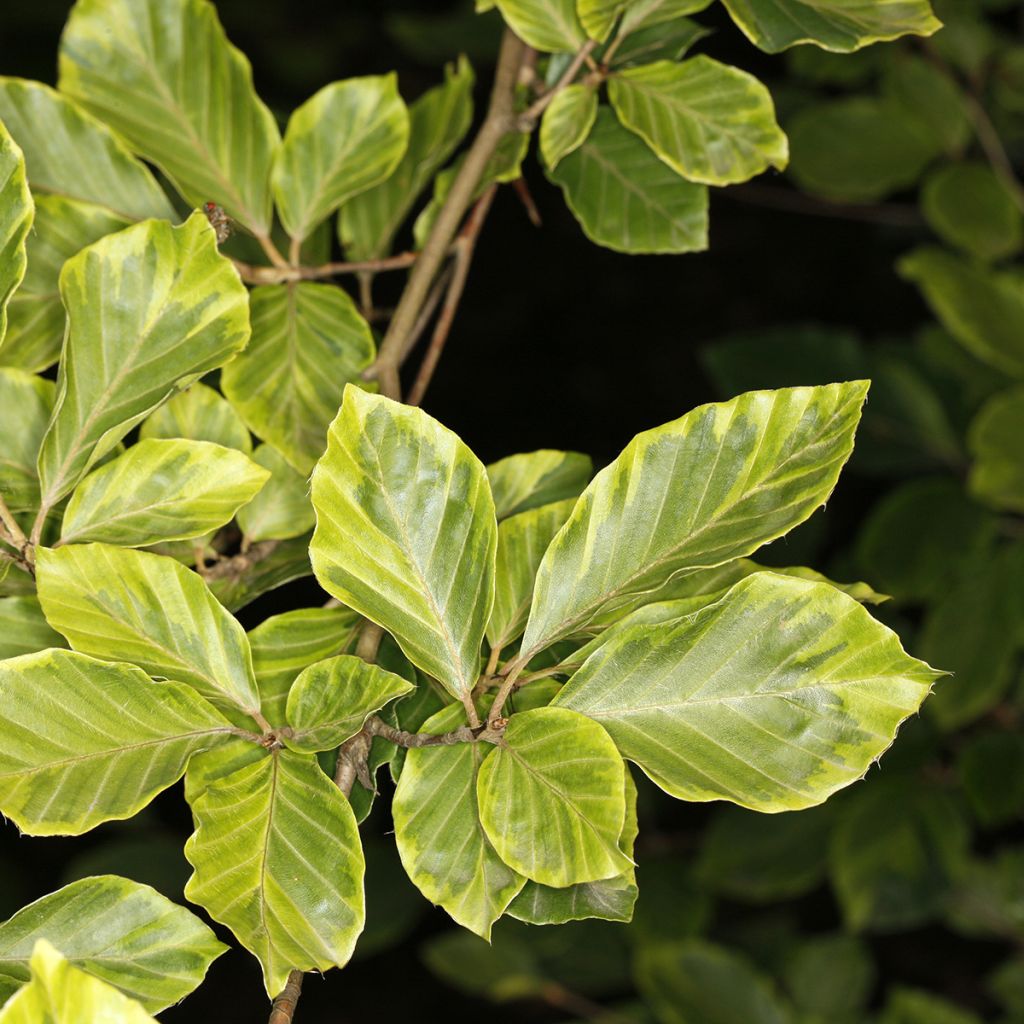 Fagus sylvatica Luteovariegata - Hêtre panaché de jaune