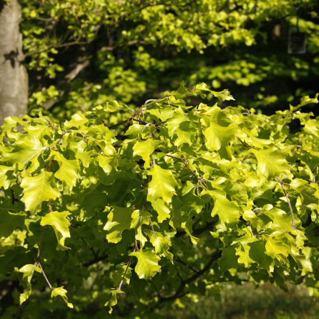 Fagus sylvatica Rohan Gold - Hêtre commun doré