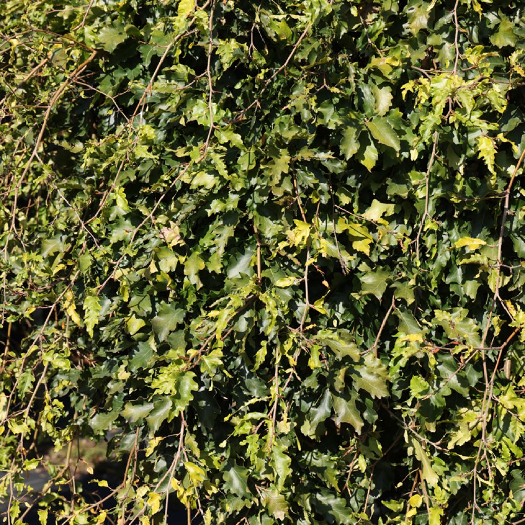 Fagus sylvatica Rohan Green Weeping - Hêtre pleureur