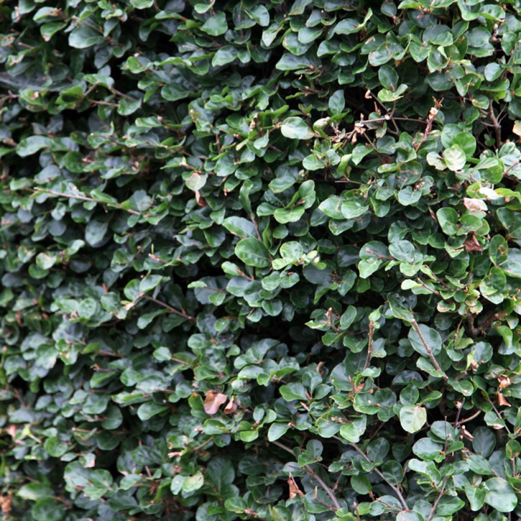 Fagus sylvatica Rotundifolia - Hêtre commun à feuilles rondes