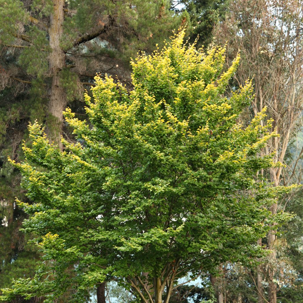 Fagus sylvatica Zlatia - Hêtre commun doré