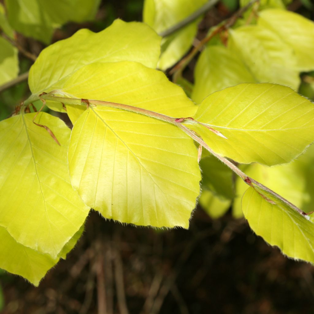 Fagus sylvatica Zlatia - Hêtre commun doré