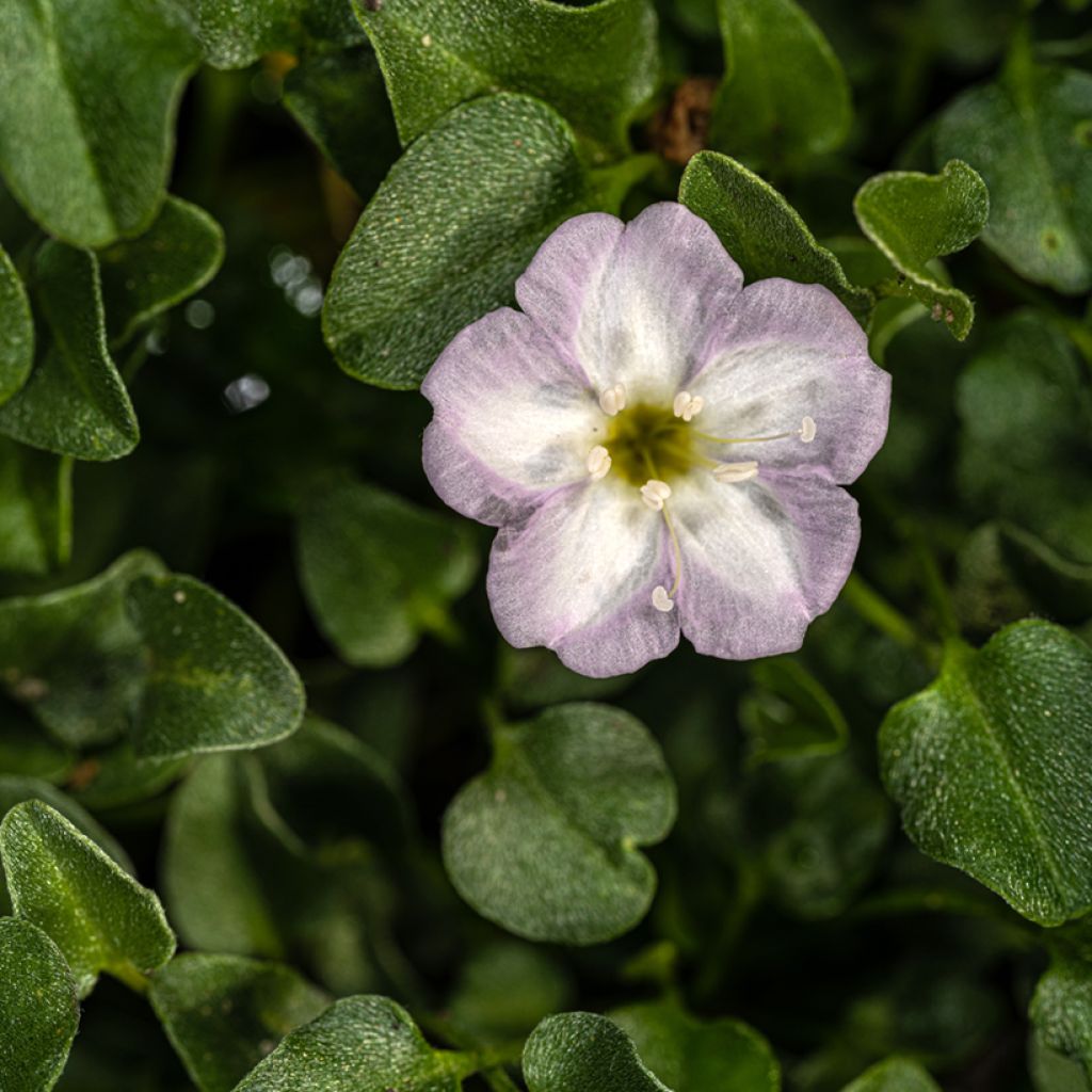 Falkia repens - Petites oreilles