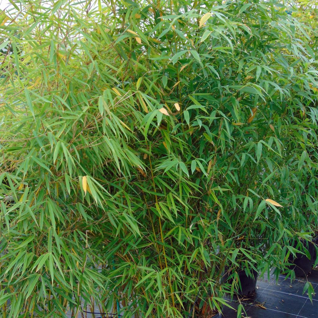 Haie Brise-vue Balcon Bambou 'Asian Wonder' en KIT - Vente en ligne de  plants de Haie Brise-vue Balcon Bambou 'Asian Wonder' en KIT pas cher