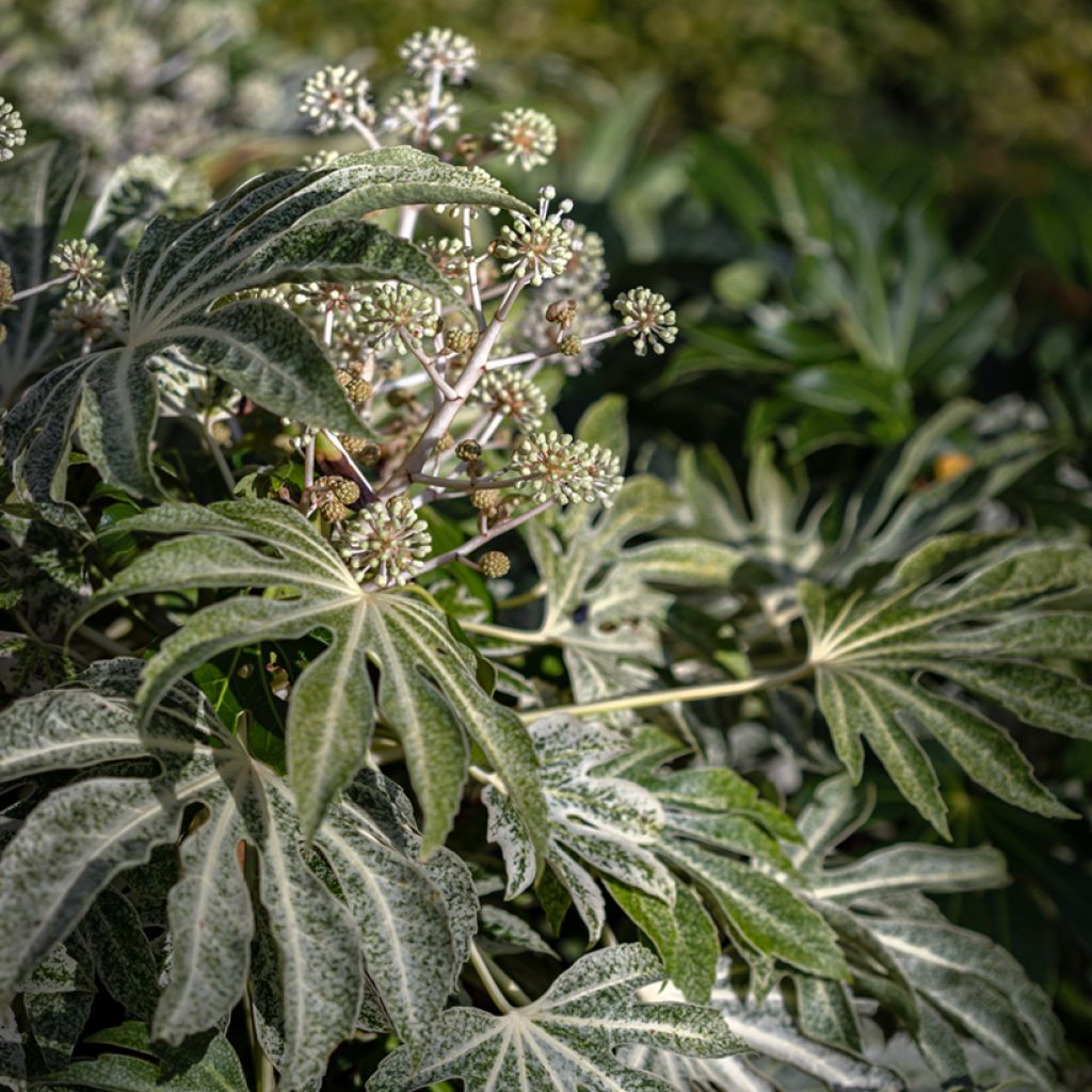 Fatsia japonica Spider's Web - Faux-aralia panaché