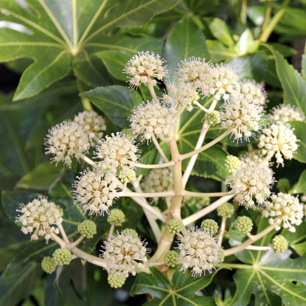 Faux-aralia - Fatsia japonica