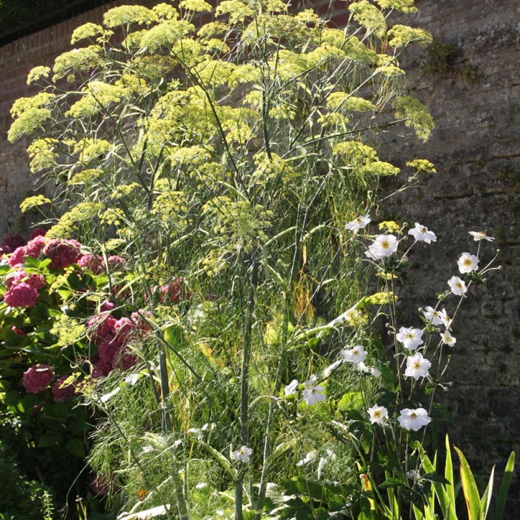 Fenouil - Foeniculum vulgare