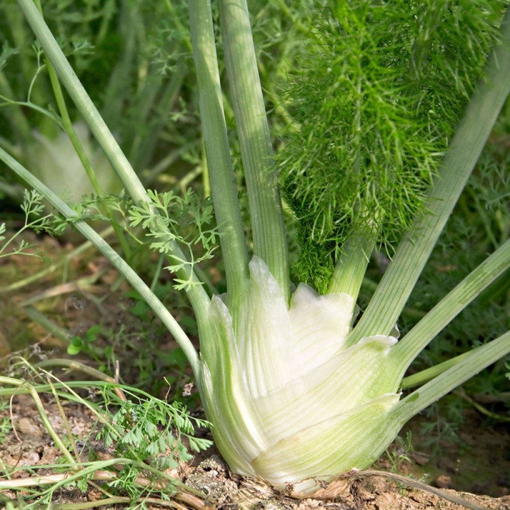 Fenouil Romanesco Bio - Ferme de Sainte Marthe 