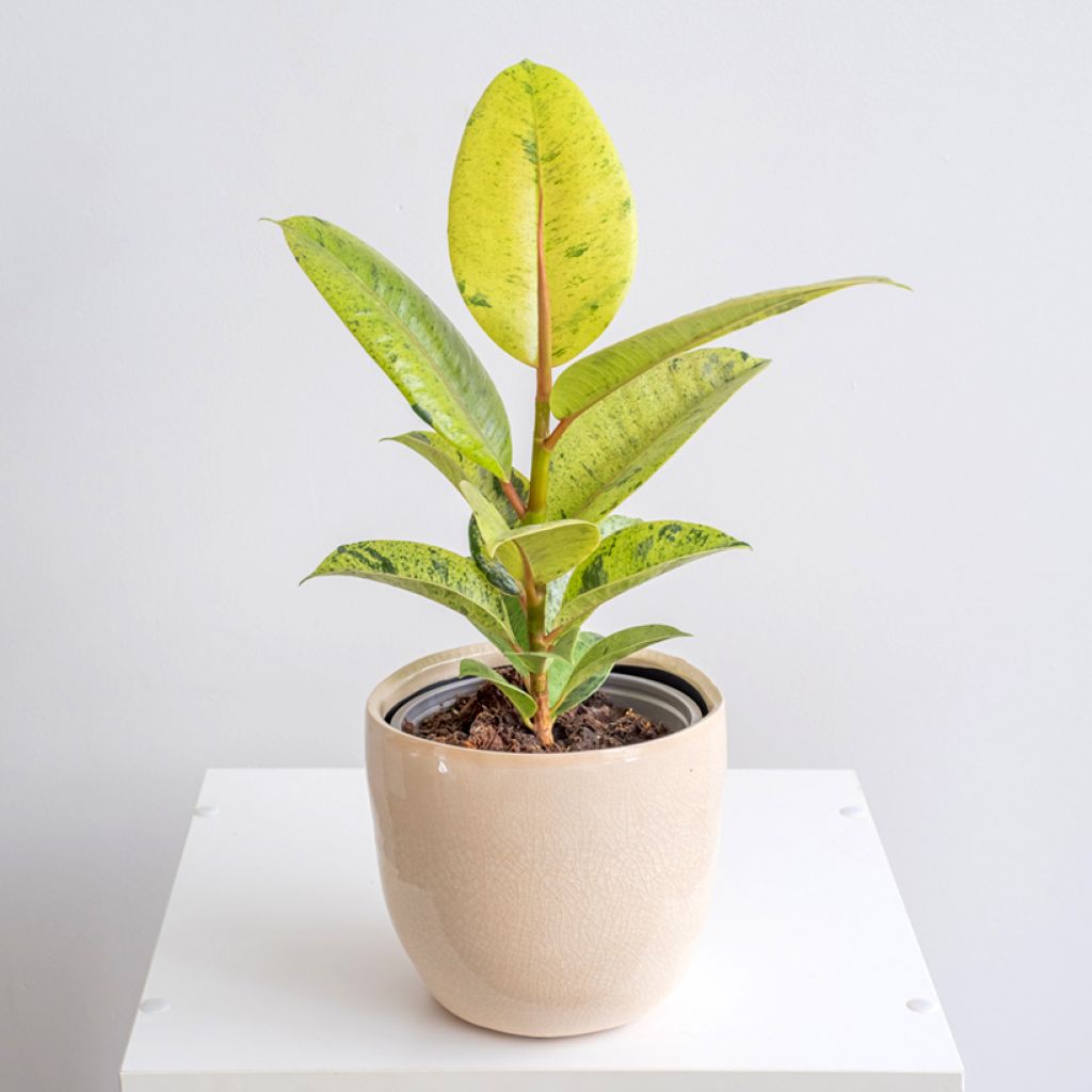 Ficus Shivereana - Caoutchouc panaché