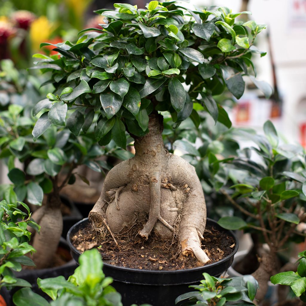 Ficus ginseng bonsaï 