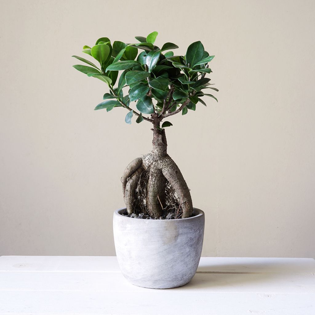 Ficus ginseng bonsaï 