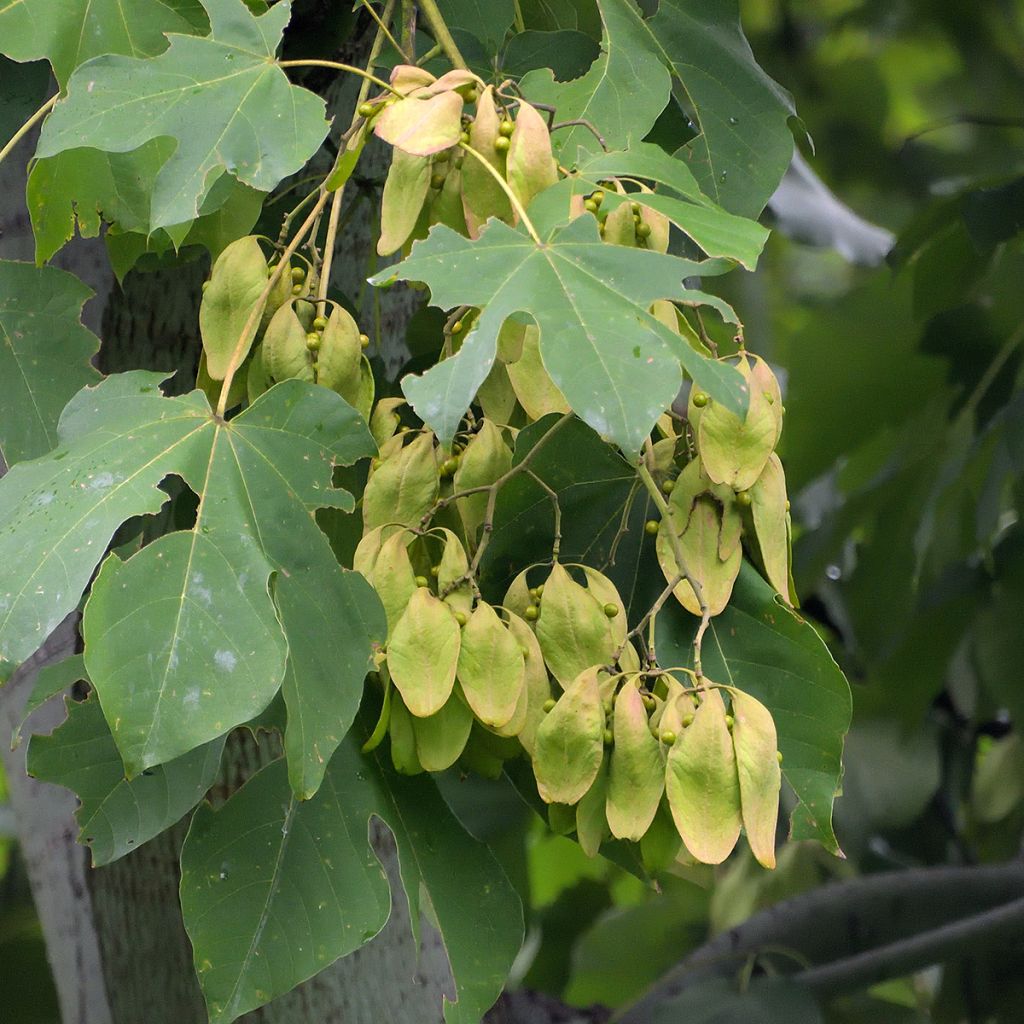 Firmiana simplex - Parasol chinois, Sterculier à feuilles de platane