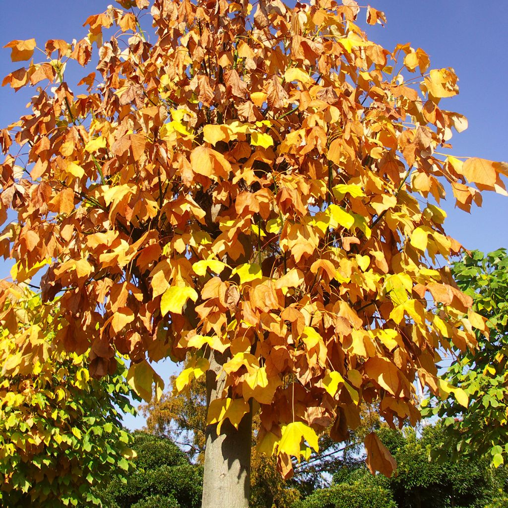 Firmiana simplex - Parasol chinois, Sterculier à feuilles de platane