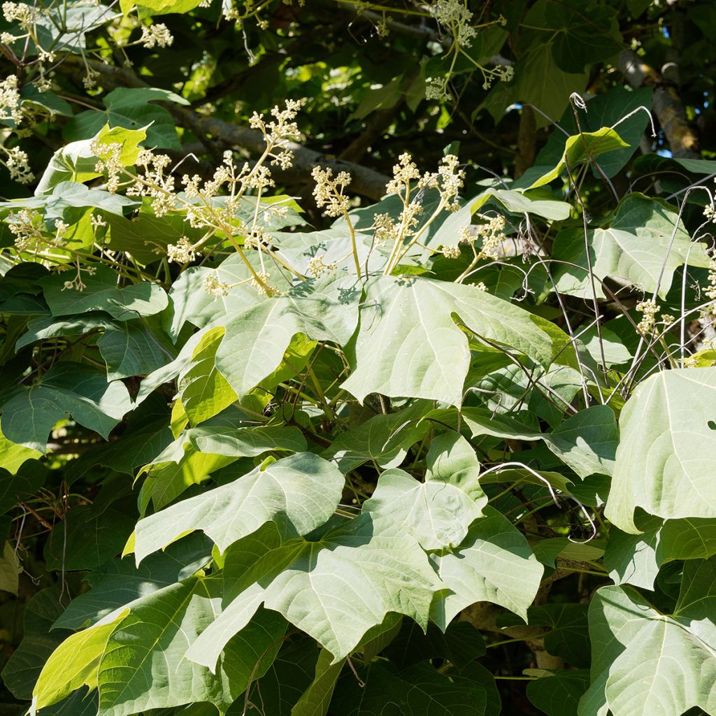 Firmiana simplex - Parasol chinois, Sterculier à feuilles de platane