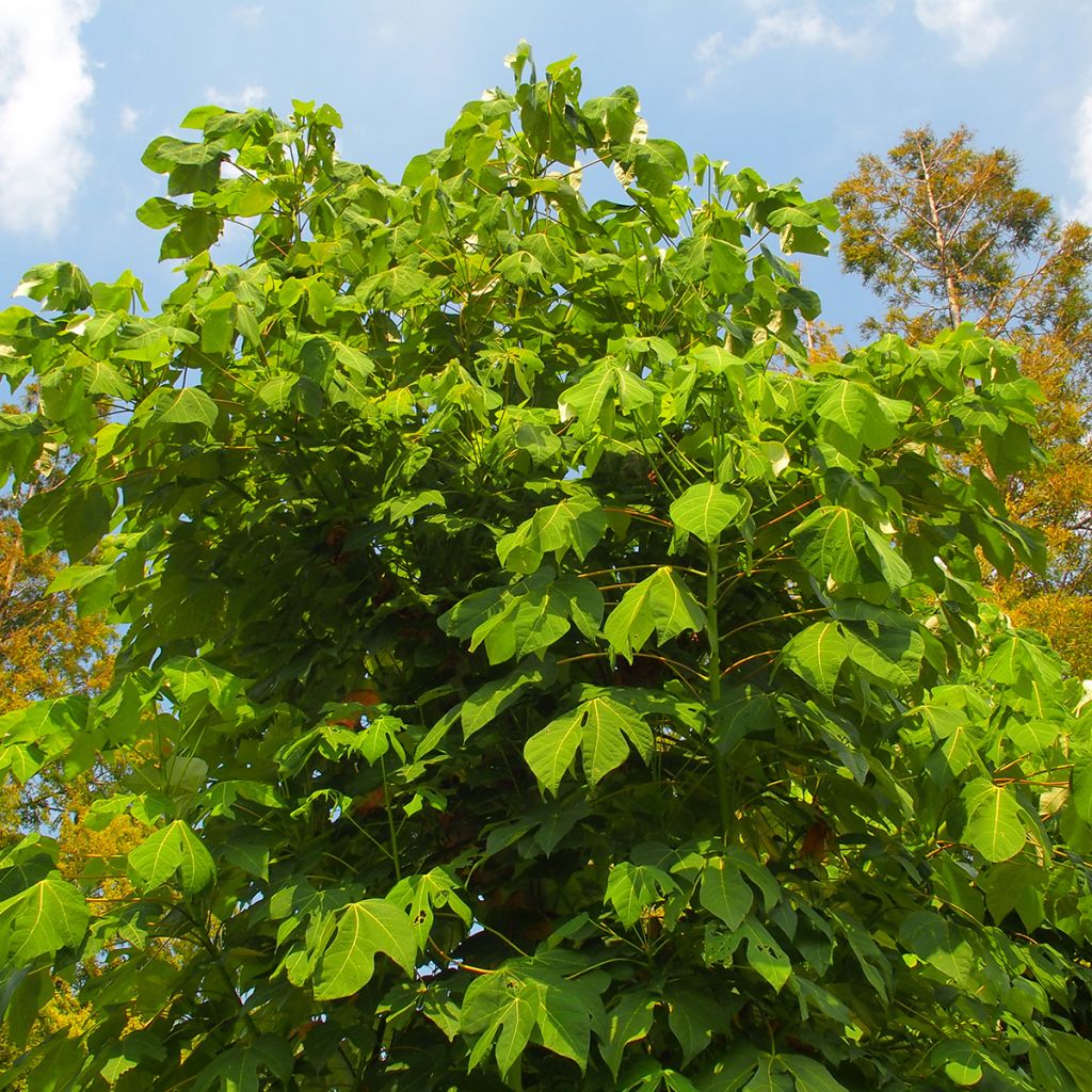 Firmiana simplex - Parasol chinois, Sterculier à feuilles de platane