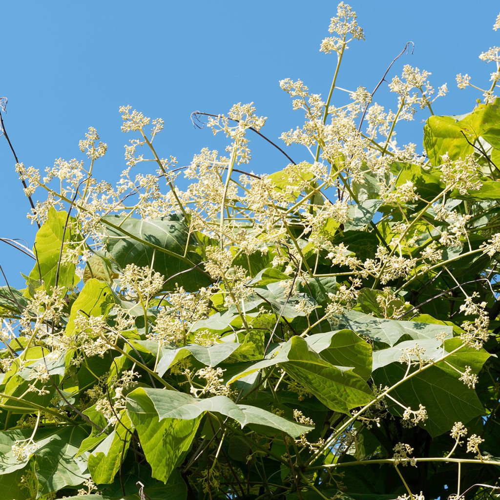 Firmiana simplex - Parasol chinois, Sterculier à feuilles de platane