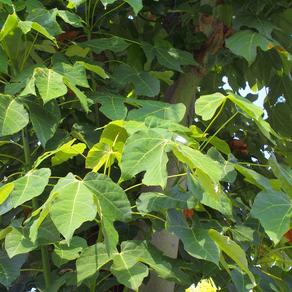 Firmiana simplex - Parasol chinois, Sterculier à feuilles de platane