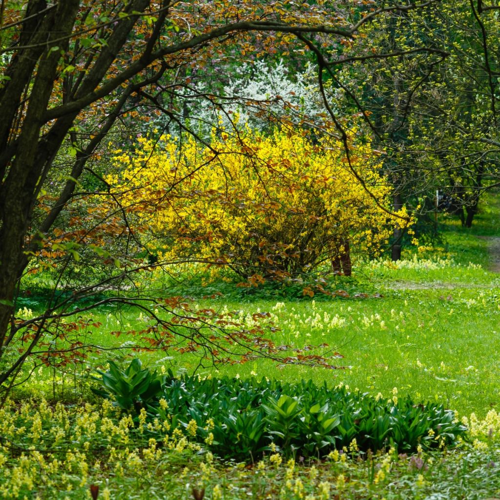 Forsythia intermedia