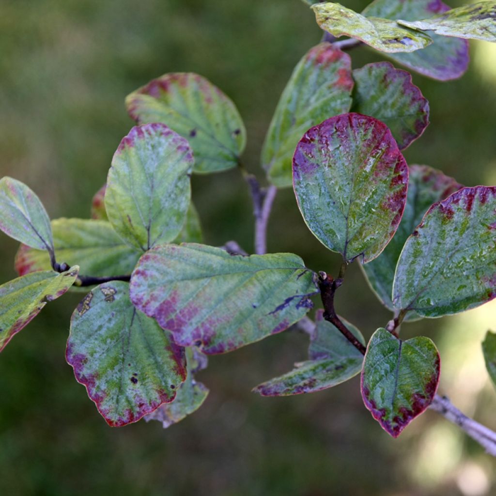 Fothergilla intermedia Blue Shadow