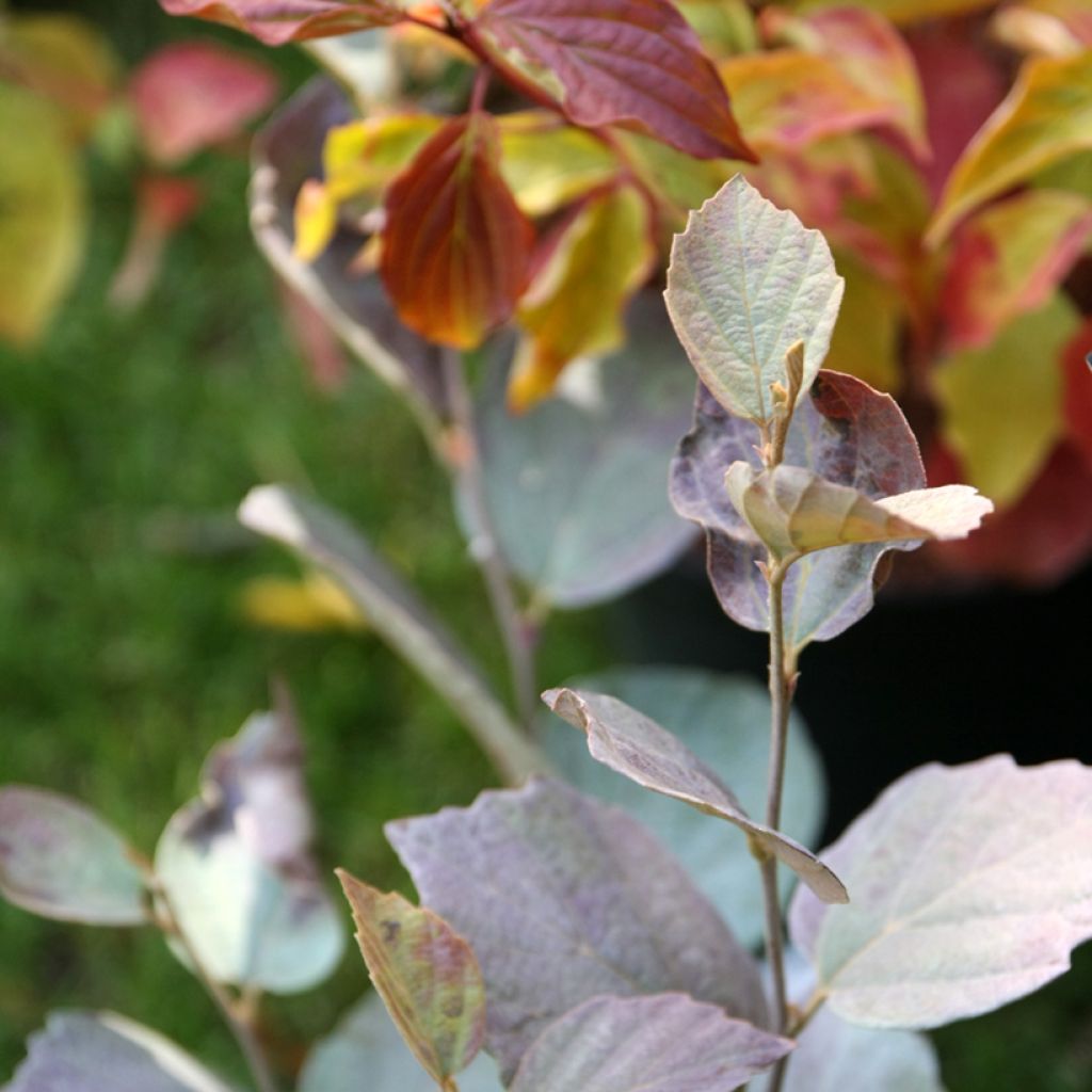 Fothergilla intermedia Blue Shadow