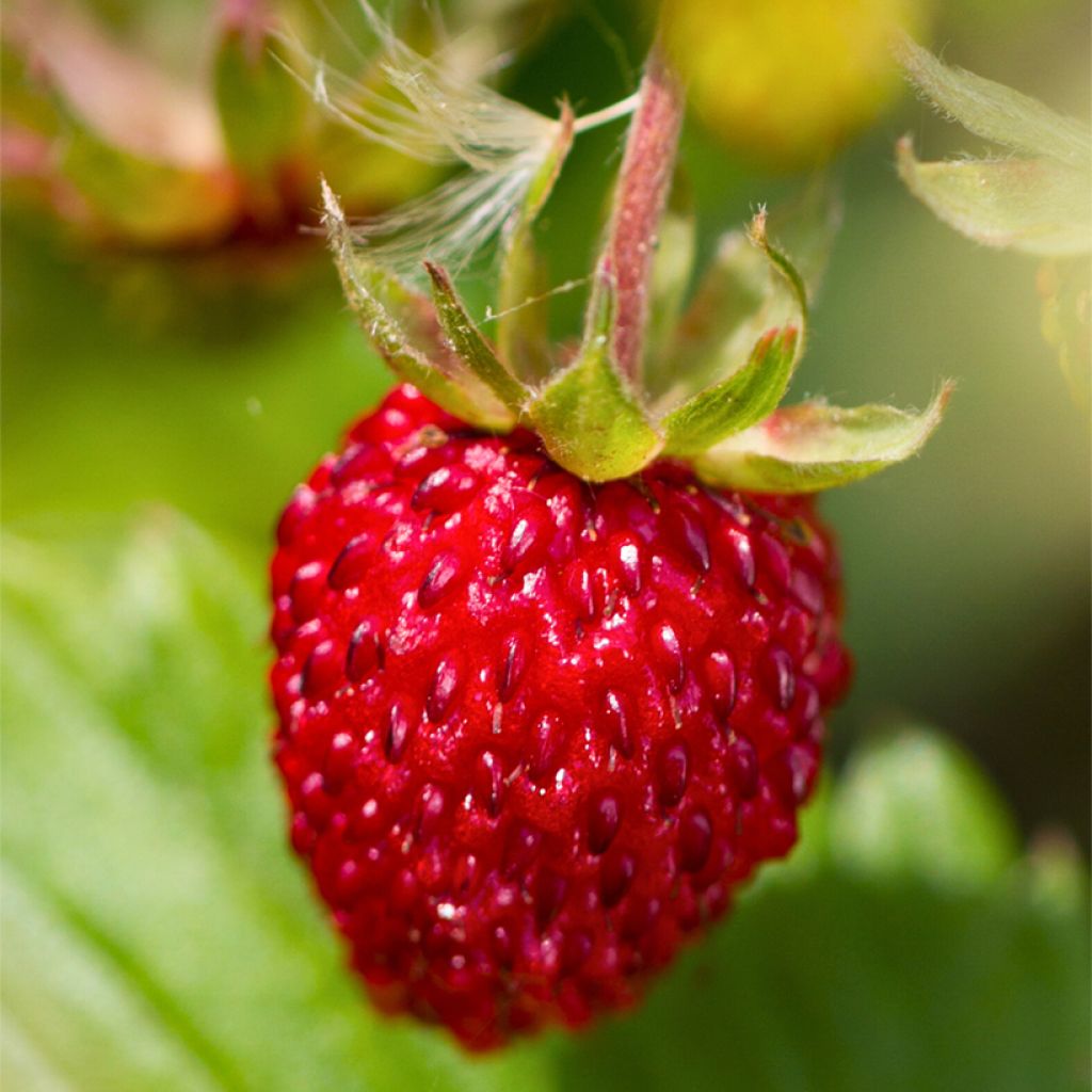 Fragaria vesca Rugen - Fraisier des bois