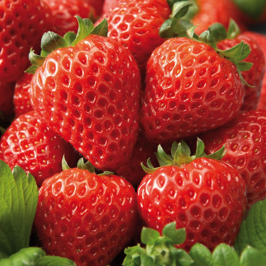 Fraisier retombant F1 Cupido - Fragaria